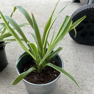 Meet your Posher, Coco